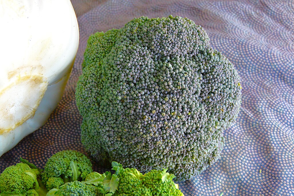 菜園・ドーム型ブロッコリー