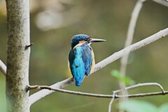Ｋ川中流域・木の枝に止まるカワセミ♂若