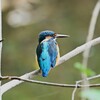 Ｋ川中流域・木の枝に止まるカワセミ♂若