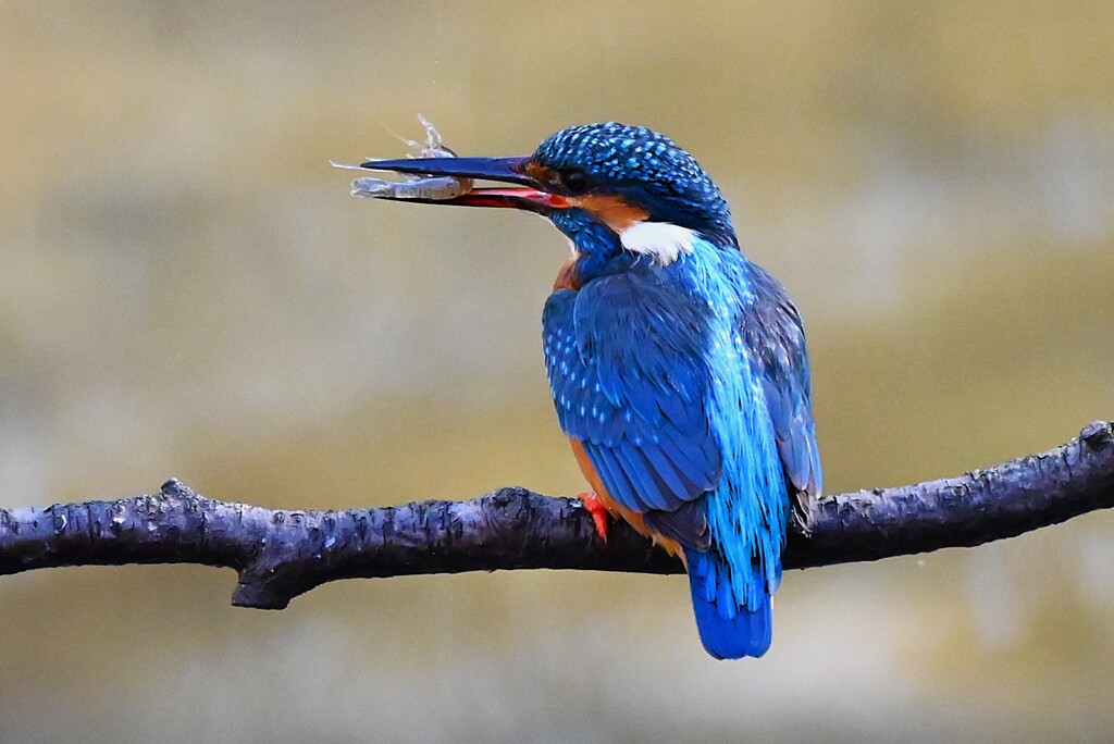 都内公園・巣穴前でエビを食べるカワセミ♂