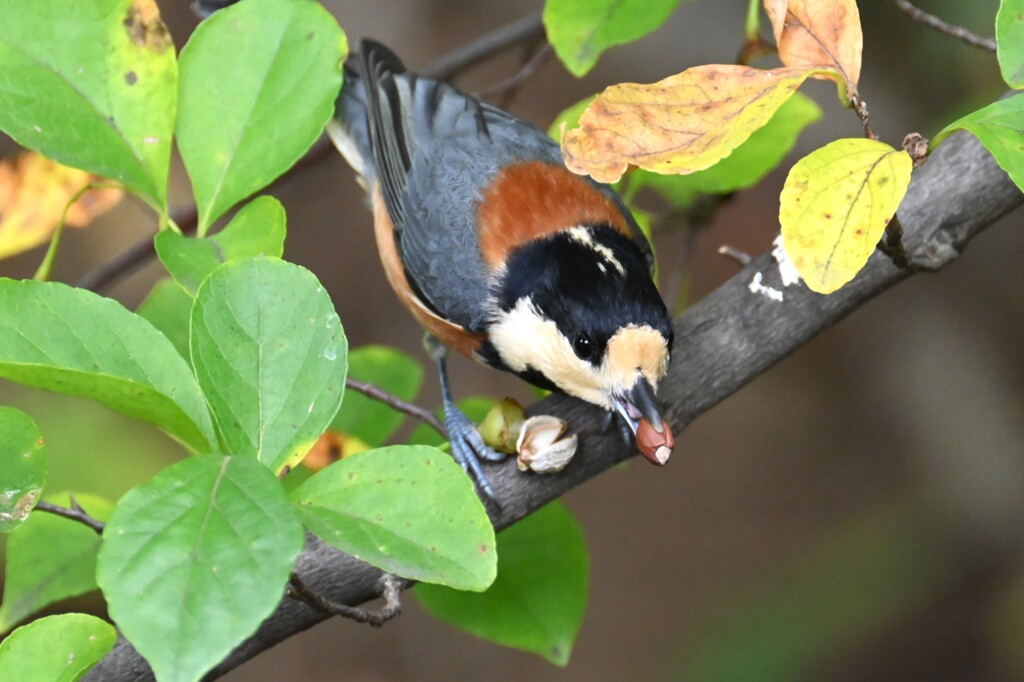 用水路・エゴの実を貯食するヤマガラ 