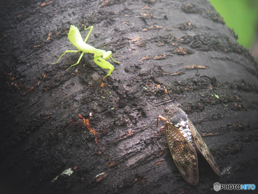 カマキリ対アブラゼミ