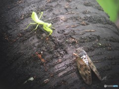 カマキリ対アブラゼミ