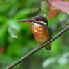 用水路・カワセミ♀若 