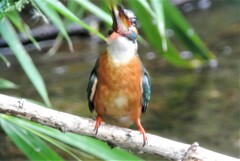５・アオダイショウとの戦いの間に腹ごしらえのカワセミ♀