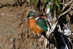 Ｋ川中流域・もう一羽のカワセミ♀