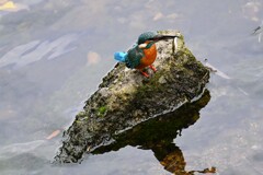 都内S川・魚を捕ったカワセミ♂