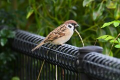 K川・柵の上のスズメ