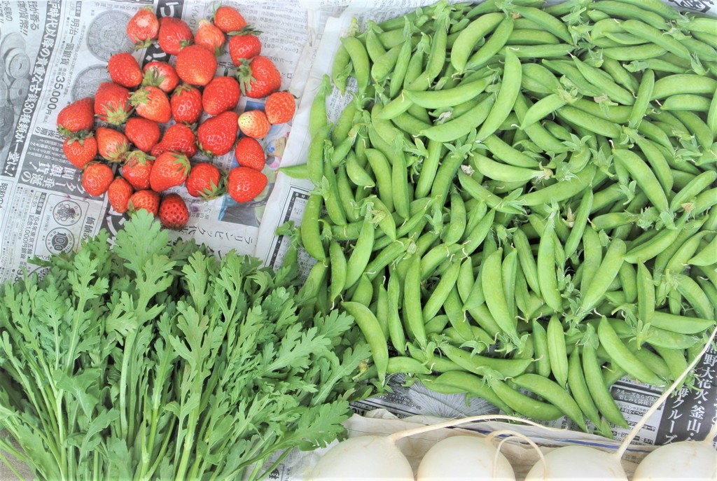 エンドウ豆収穫(今季合計16kg) .