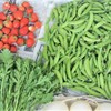 エンドウ豆収穫(今季合計16kg) .