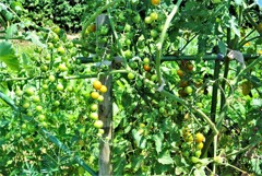 良く生るミニトマト