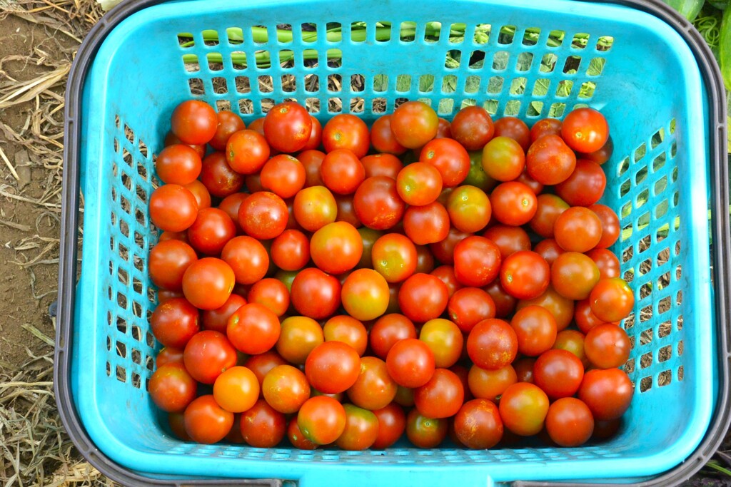 菜園・7月11日、ミニトマト