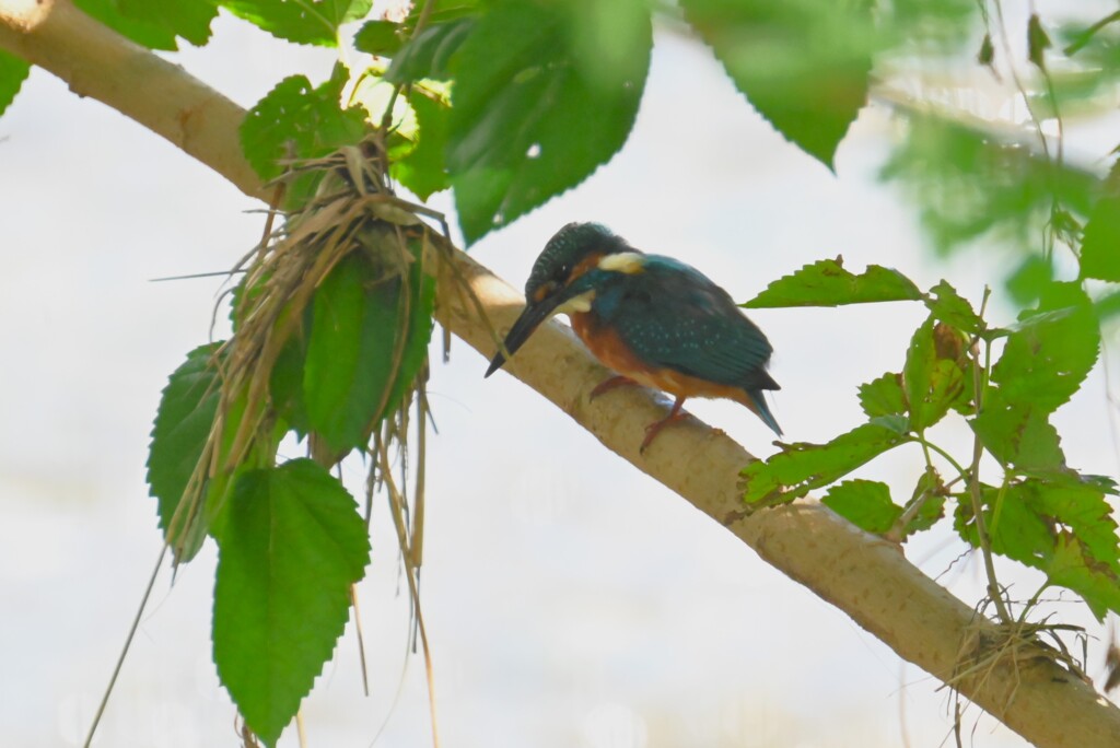 K川・カワセミ♀若鳥