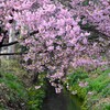 用水路・河津桜満開に・・