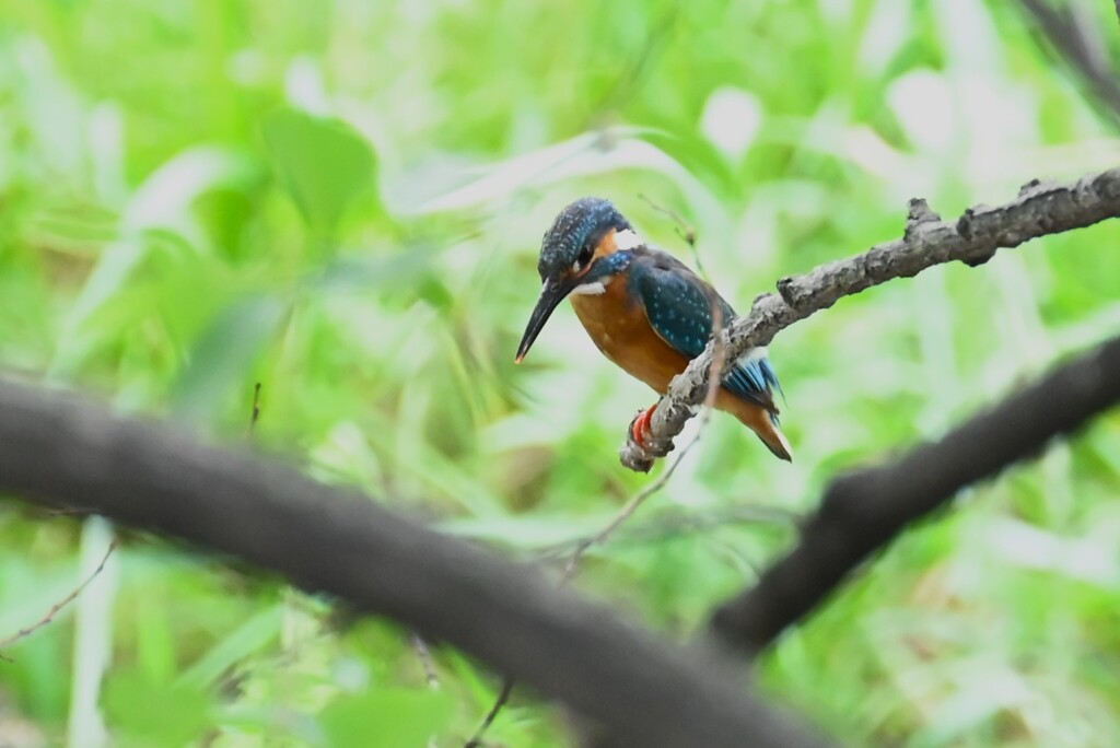 Ｋ川・久しぶり！中流域のカワセミ♂ 