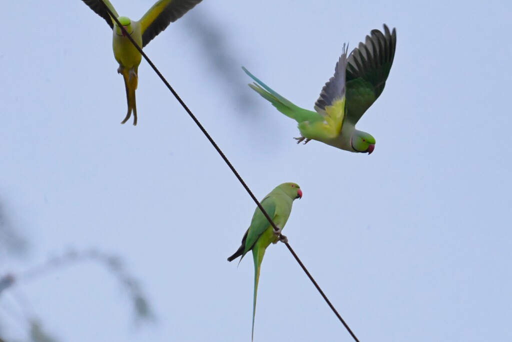 ワカケホンセイインコ