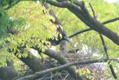 抱卵中の♀に給餌して得意顔の♂