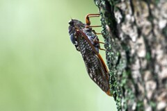 用水路・アブラゼミ