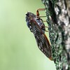 用水路・アブラゼミ