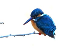K川中流域・カワセミ♂ 