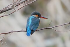 K川上流域・カワセミ♀