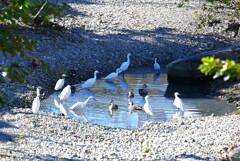 K川・涸れた川の水溜まり