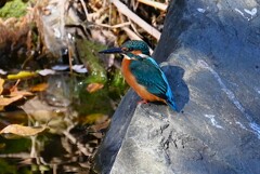 Ｋ川中流域・カワセミ♂若