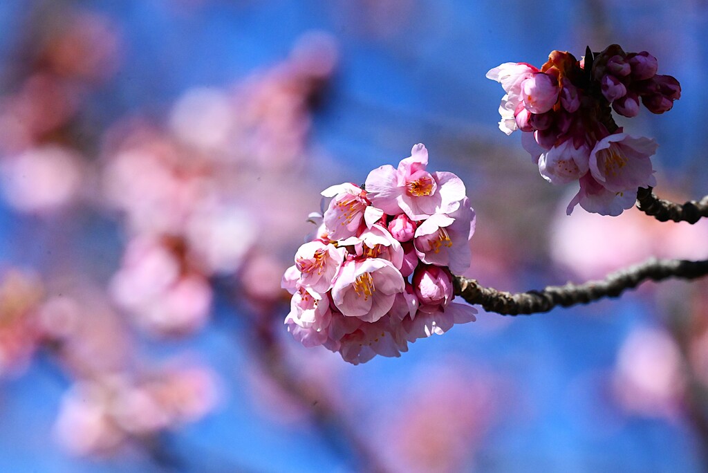 K川上流域・河津桜