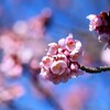 K川上流域・河津桜