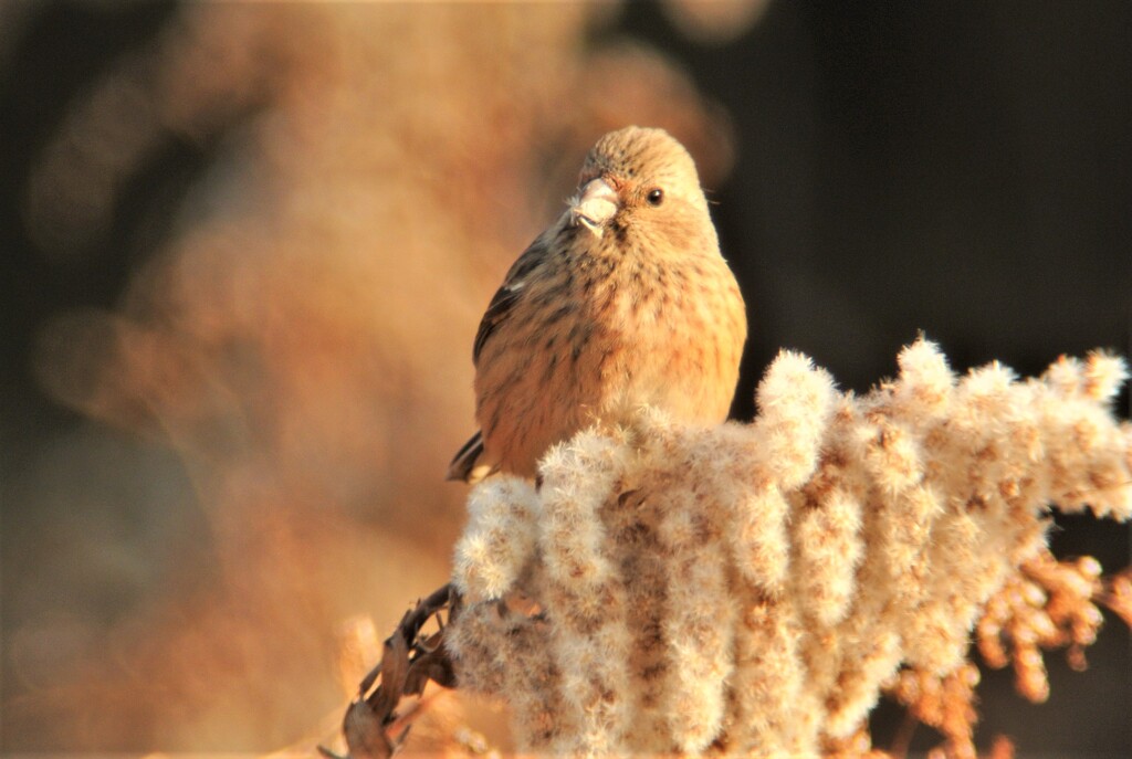 ベニマシコ♀