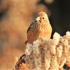 ベニマシコ♀