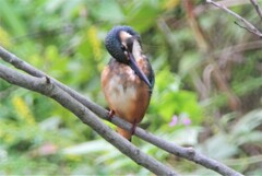 K川のカワセミ♀若..
