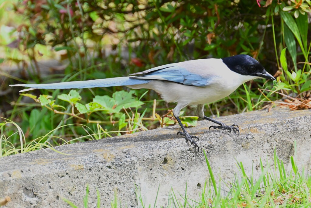オナガ・青虫を食べる 