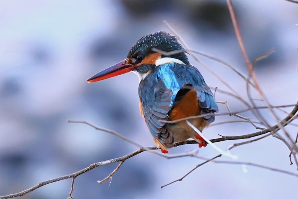K川中流域・カワセミ♀ 失礼！！