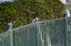 都内S川・柵にカワセミ♂