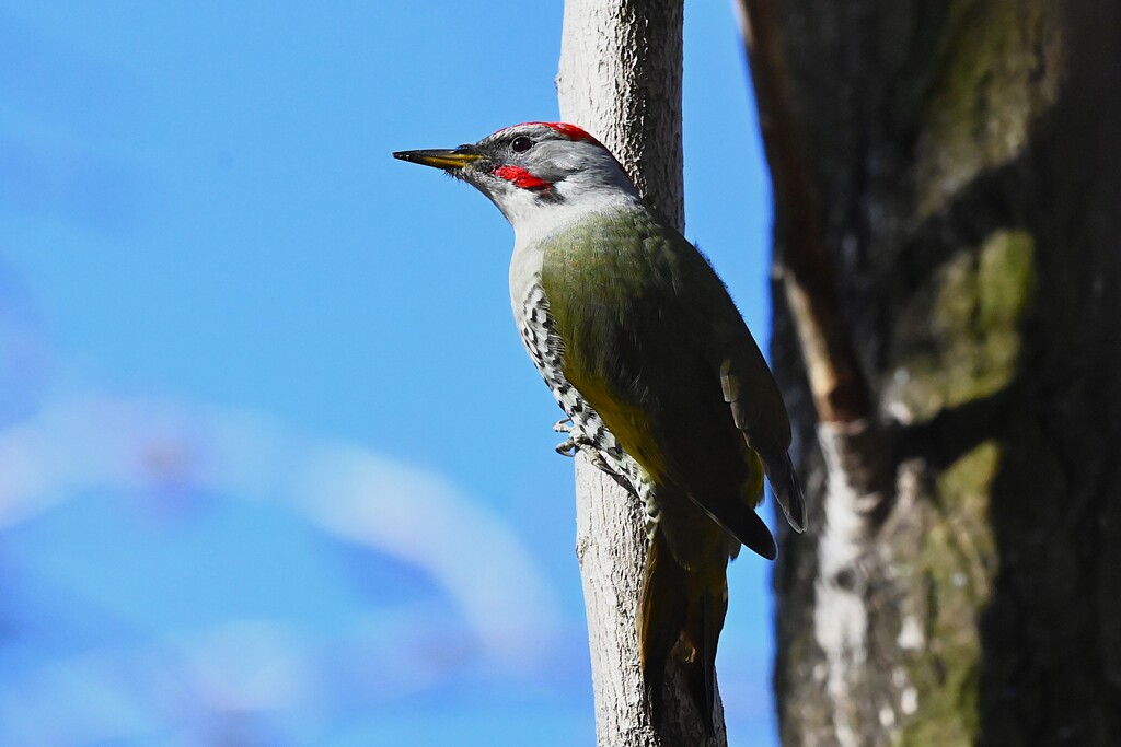 都内公園・アオゲラ