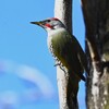 都内公園・アオゲラ