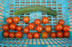 菜園・キュウリ・ミニトマト収穫