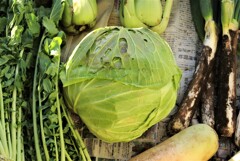 大きなキャベツ（１２月13日の収穫）