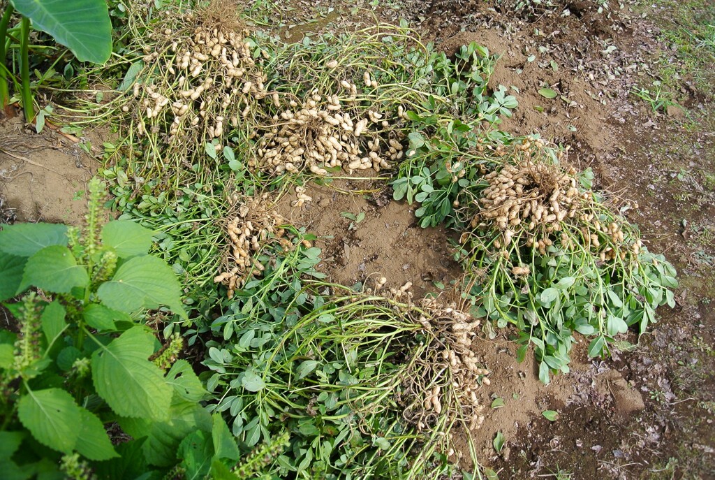 菜園・ラッカセイ干し≪10月27日