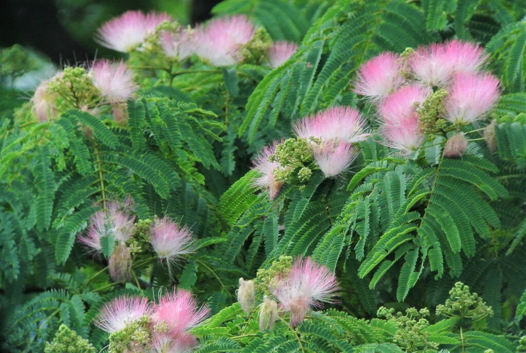 ネムノキの花