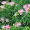 ネムノキの花