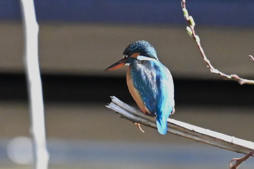 K川・上流域のカワセミ♀ 