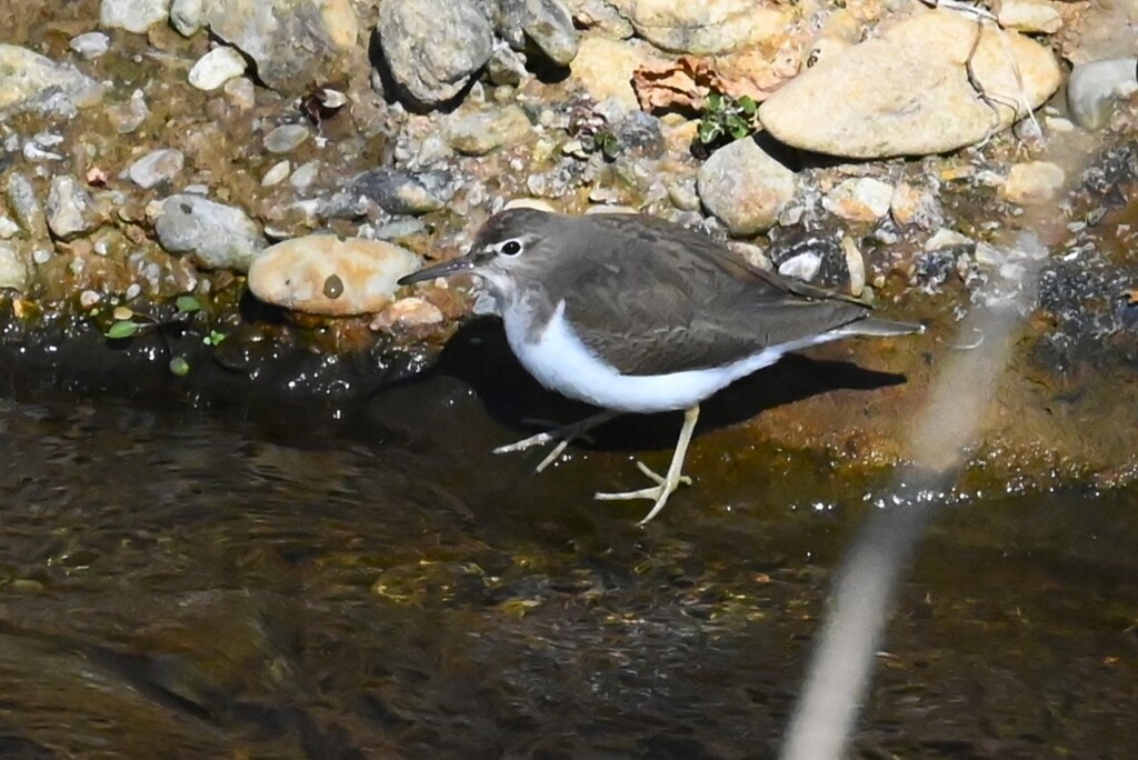 K川・珍しいイソシギ