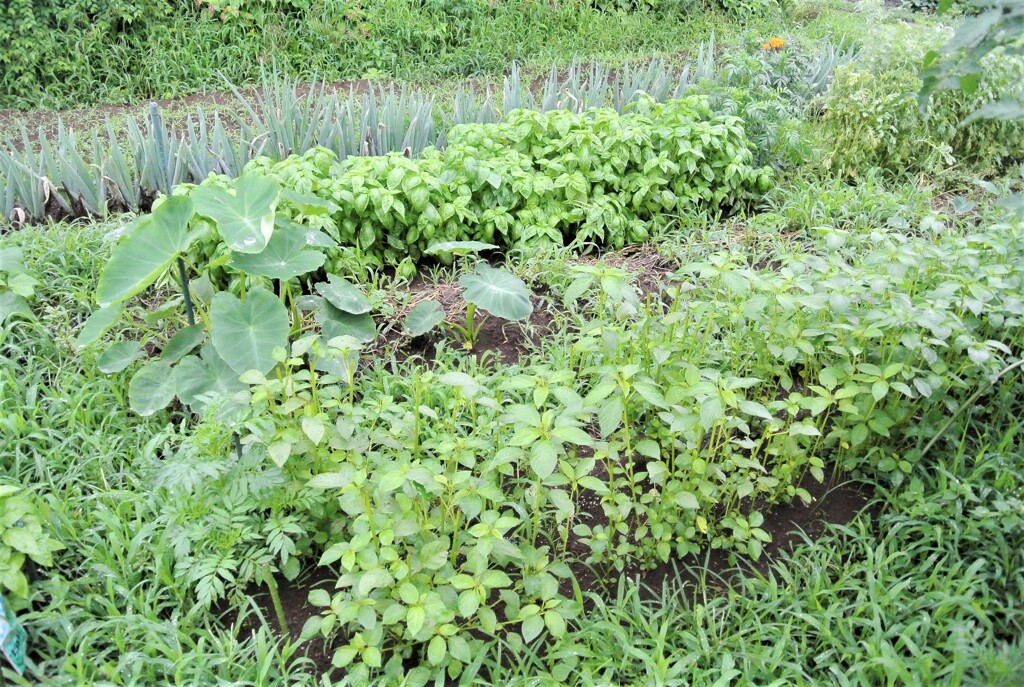 モロヘイヤ・サトイモ・バジル・シモニタネギ