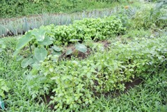 モロヘイヤ・サトイモ・バジル・シモニタネギ