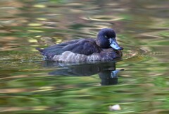 都内公園・キンクロハジロ♀
