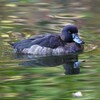 都内公園・キンクロハジロ♀