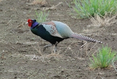 菜園・キジ♂