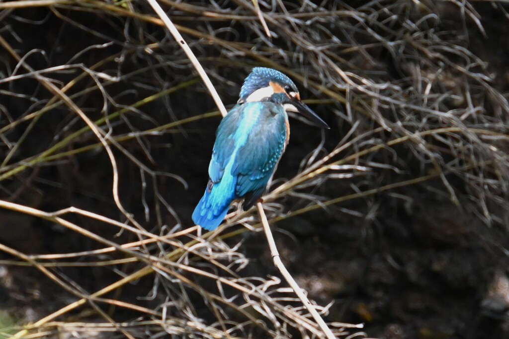 K川・カワセミ♂若